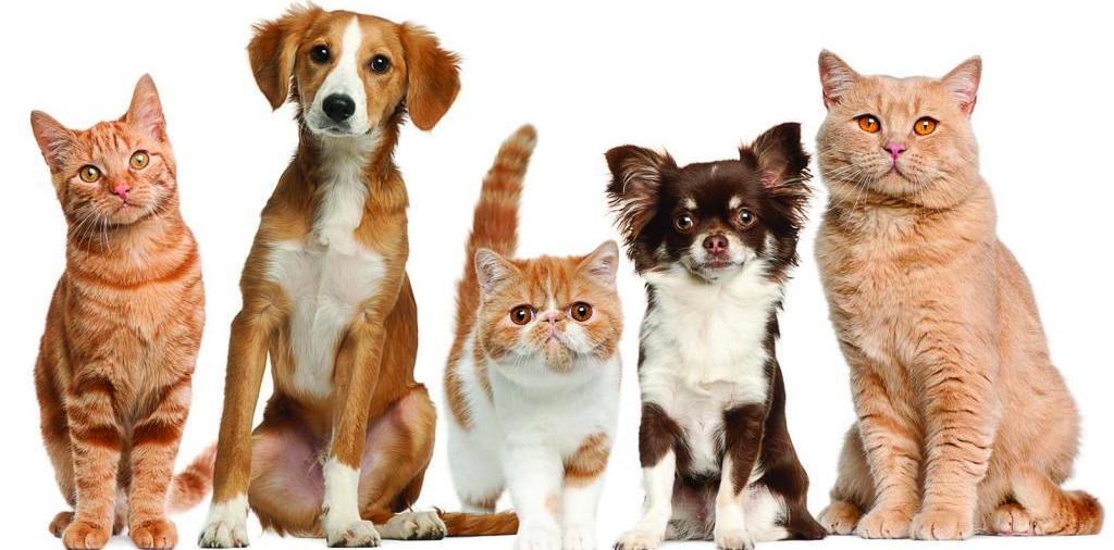 Доска объявлений о животных | ЗооТом - продажа, вязка и услуги для животных в Шахтерске
