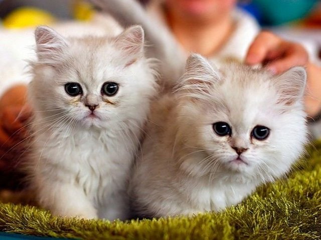 Породы кошек в Шахтерске | ЗооТом портал о животных