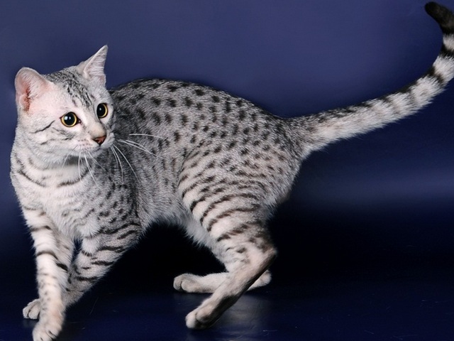 Породы кошек в Шахтерске | ЗооТом портал о животных