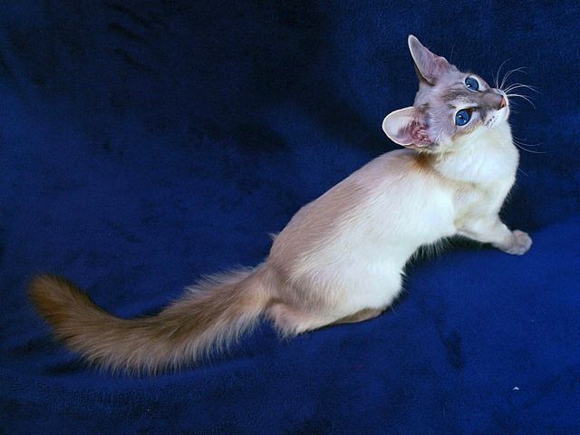 Выведенные породы кошек в Шахтерске | ЗооТом портал о животных