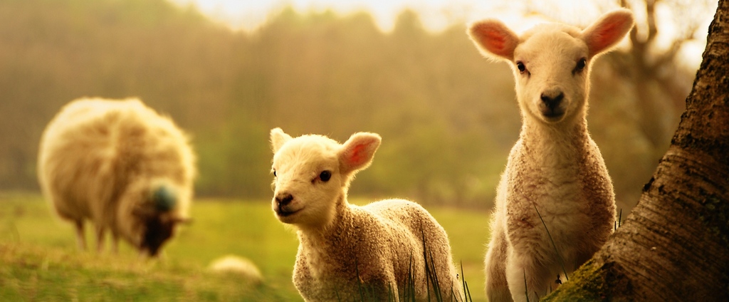 Объявления о сельскохозяйственных животных | ЗооТом - продажа, вязка и услуги для животных в Шахтерске