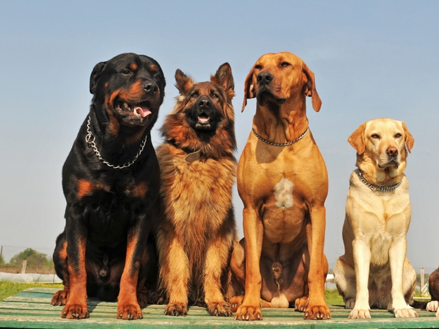 Крупные породы собак в Шахтерске | ЗооТом портал о животных